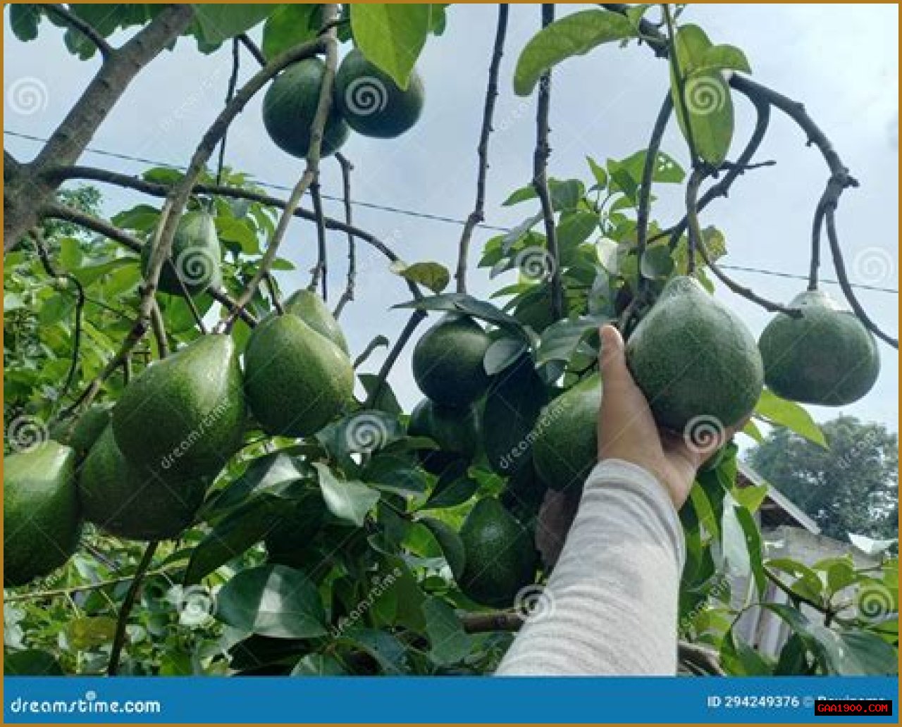 Bottom-heavy fruit