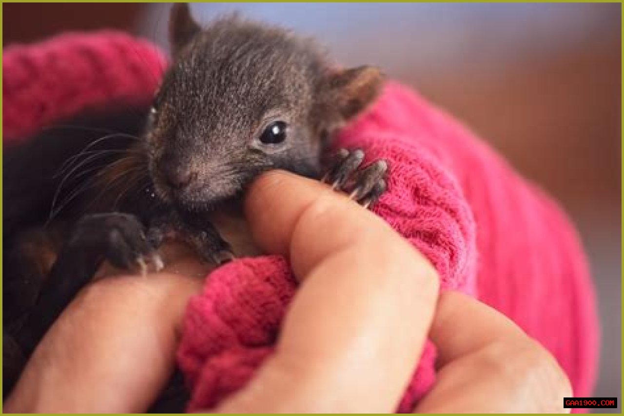   Hope for Wildlife: What happened to Hope Swinimer’s arm?    Sun 31 January 2021 12:33    Helen Williams    