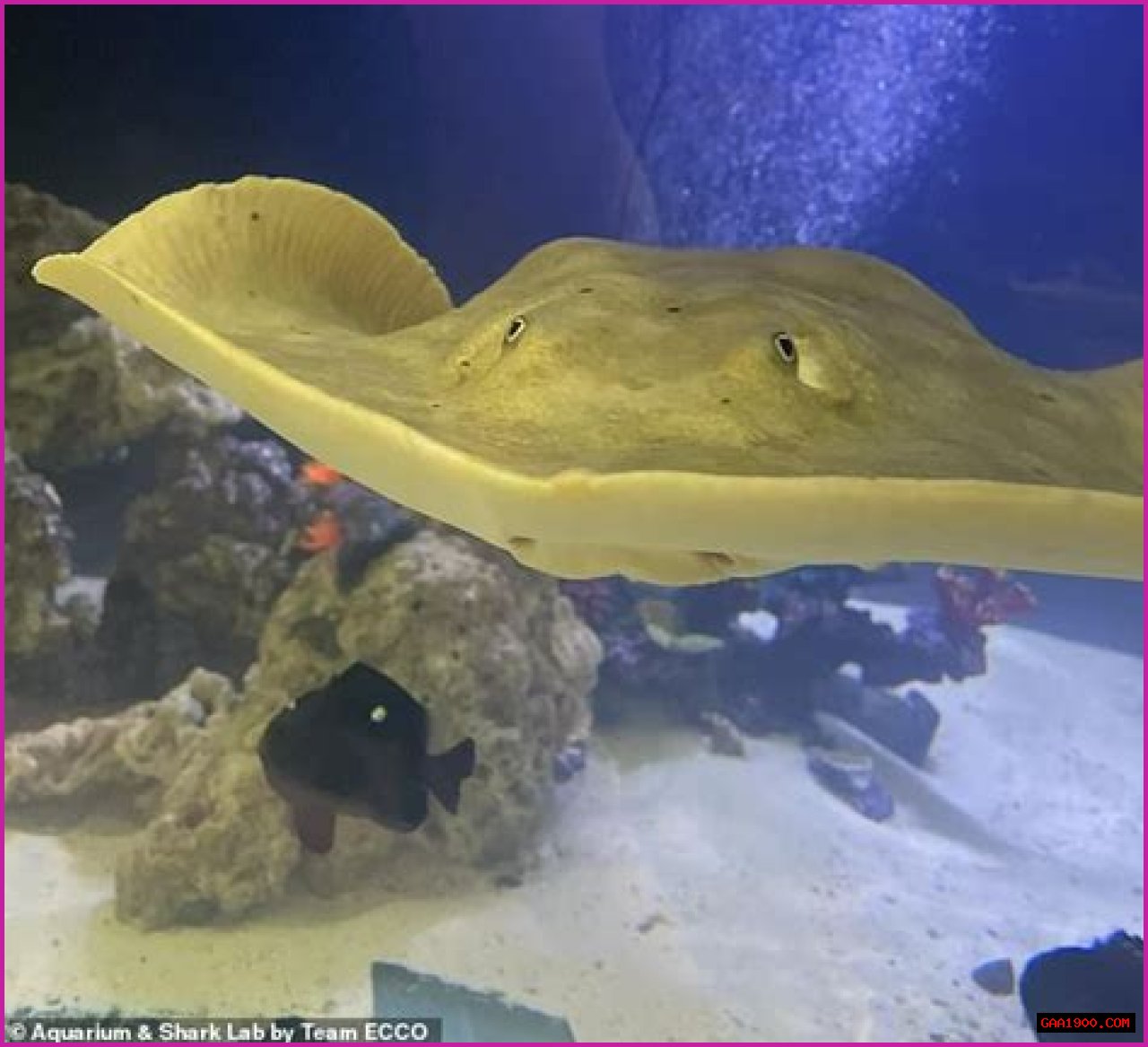Pregnant Stingray Charlotte Dies in North Carolina Aquarium